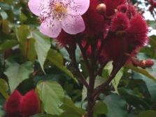 Annatto - bloeiende plant