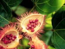 Hạt annatto trong hộp