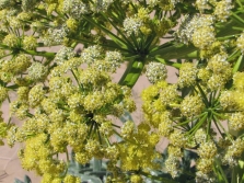 Asafoetida wordt gebruikt in de geneeskunde