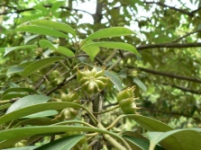 Bunga lawang di atas pokok