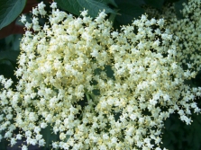 Fleurs de sureau noir