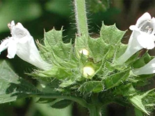 Fleurs de mélisse