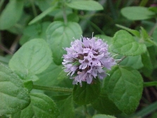 fleurs de menthe