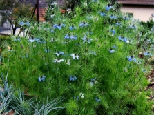 Nigella in de tuin