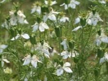 Czarnuszka sativa