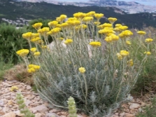 Apparition de sable immortelle