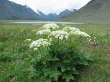 Angelica in de bergen