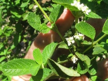 Mexicaanse oregano