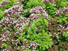 Kirgizische oregano