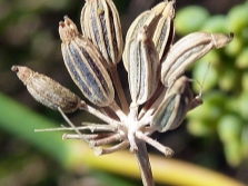 venkel fruit