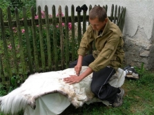 Wąż góralski do garbowania skóry