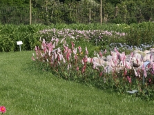 Hooglanderslang in de tuin