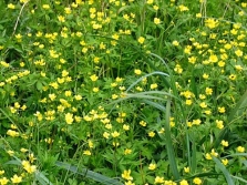 La gravité au jardin