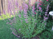 Hyssop trong vườn