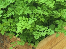 Chervil koduaias