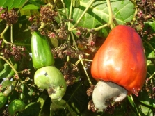 Anacardiumfruit - cashewnoten