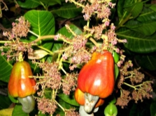 Cashewfruit aan de boom