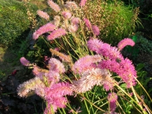 Burnet-cultivar Dull