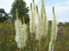 Pimprenelle Canadienne