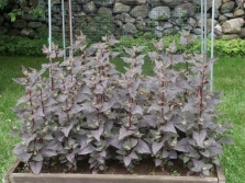 Trồng quinoa trong vườn