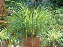 Citroensorghum in een pot