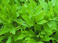 daun lovage