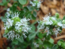 fleurs de marjolaine