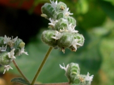 marjolein fruit