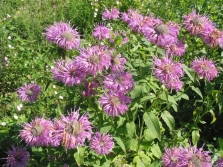 Monarda-fistel