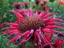 Monarda bloemen