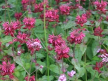 Monarda Kardinaal