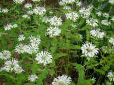 monarda sneeuwwitje