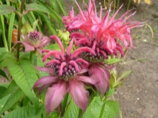 Saldo Monarda