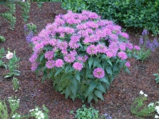 Monarda in de tuin