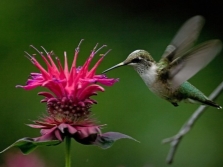 Monarda honingplant