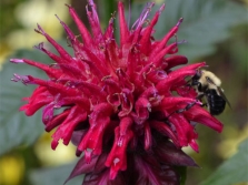 Monarda trekt insecten aan