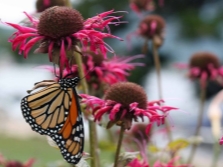 Monarda en vlinders