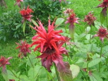 monarda cytrynowa