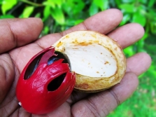 Couleur muscat en Inde comme épice