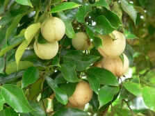 Nootmuskaat fruit