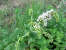 witte bloemen