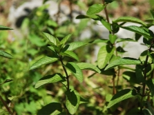 tiges de menthe poivrée