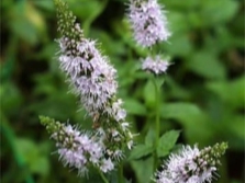 fleurs de menthe poivrée