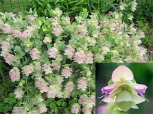 decoratieve oregano 