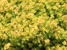 gouden oregano