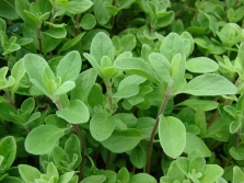 Syrische oregano