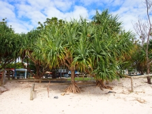 arbre de pandanus