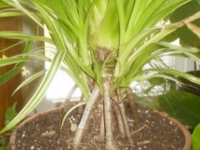 pandanus thuis