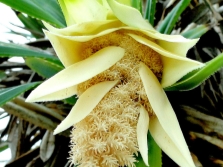 fleur de pandanus