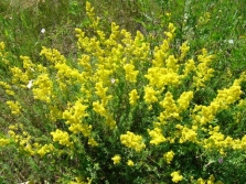 Bedstraw